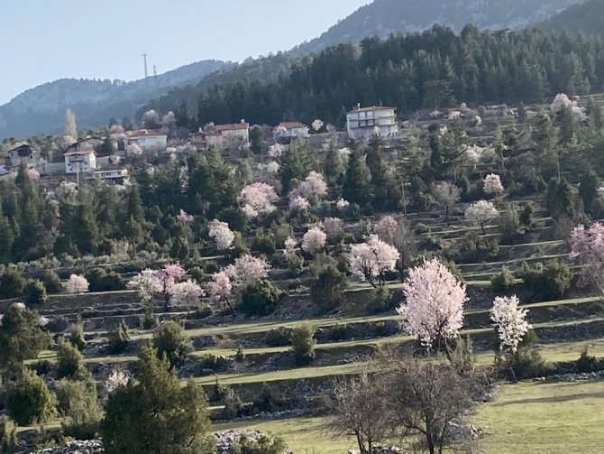 Akseki’de badem ağaçları çiçek açtı