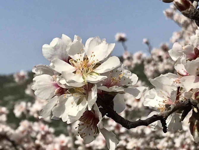 Akseki’de badem ağaçları çiçek açtı