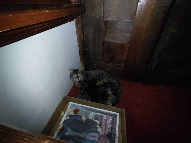 Anne kedi ve yavruları Hacı Bayram Camii’ni mesken tuttu