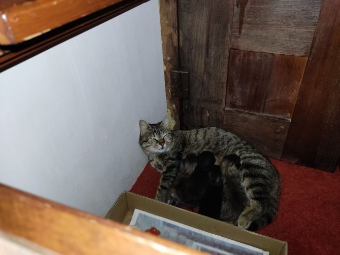 Anne kedi ve yavruları Hacı Bayram Camii’ni mesken tuttu