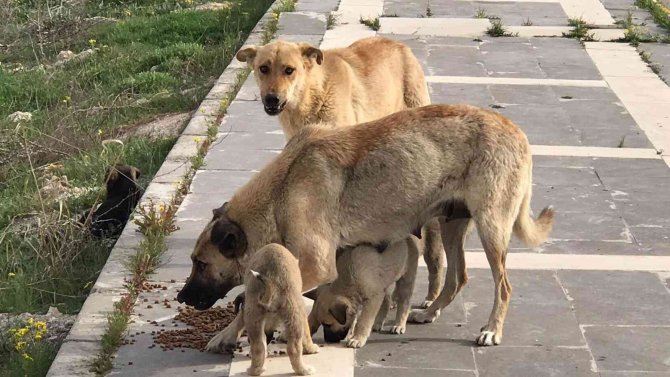 Gönüllüler sokak hayvanları için yiyecek bıraktı