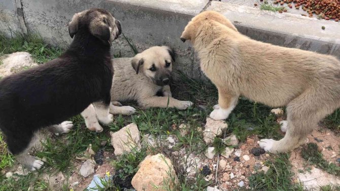 Gönüllüler sokak hayvanları için yiyecek bıraktı