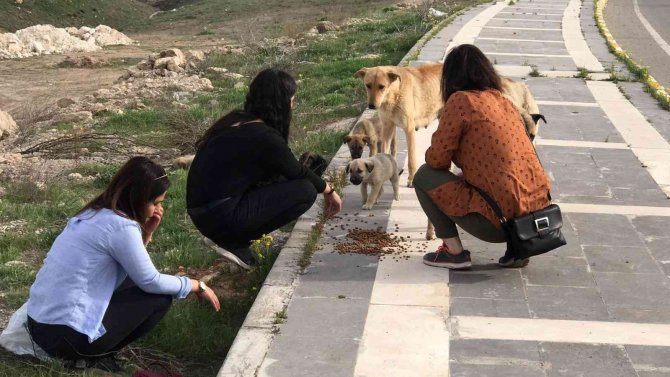 Gönüllüler sokak hayvanları için yiyecek bıraktı