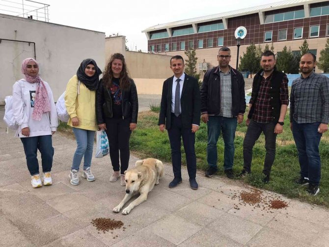 Gönüllüler sokak hayvanları için yiyecek bıraktı