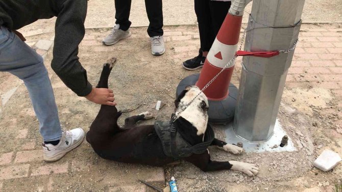 HAYDİ’den pitbull operasyonu, cezalar peş peşe geldi