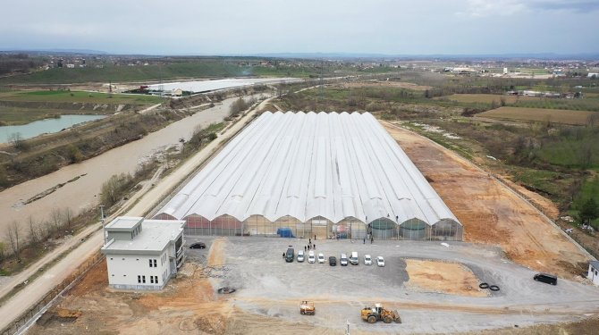 Seracılık Mükemmeliyet Merkezi’nde 65 bin kök domates fidesi dikildi