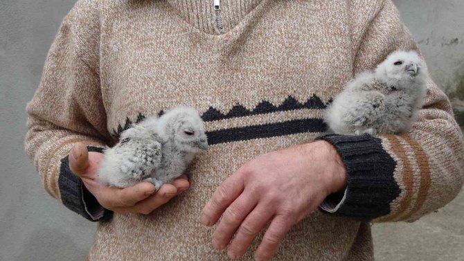 Serendisine yavrulayan baykuşla dost oldu