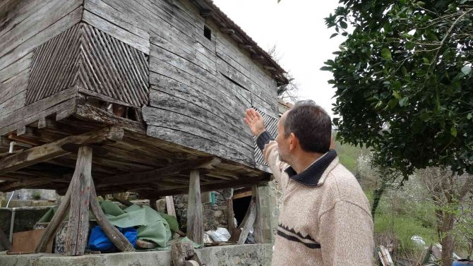 Serendisine yavrulayan baykuşla dost oldu