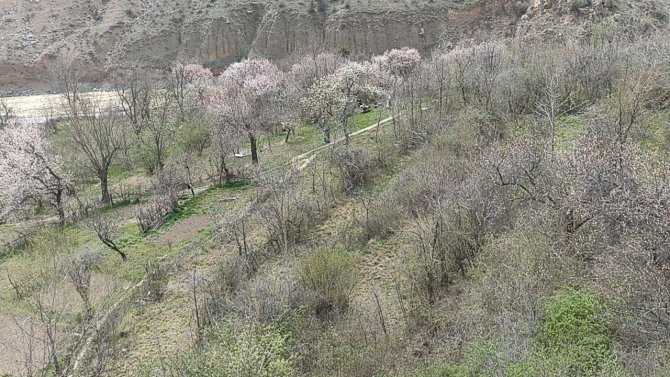 Bu ağaçlar bahara son kez "Merhaba" dedi