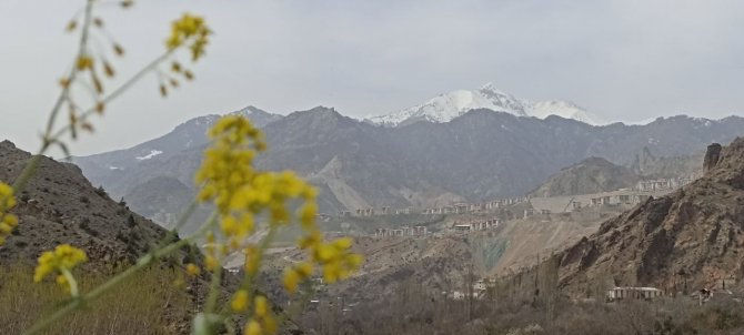 Bu ağaçlar bahara son kez "Merhaba" dedi