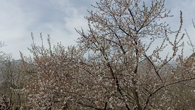 Bu ağaçlar bahara son kez "Merhaba" dedi