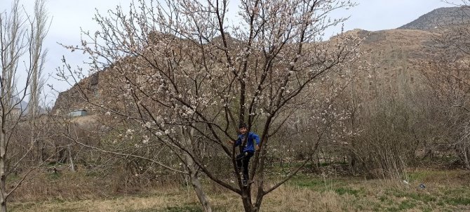 Bu ağaçlar bahara son kez "Merhaba" dedi