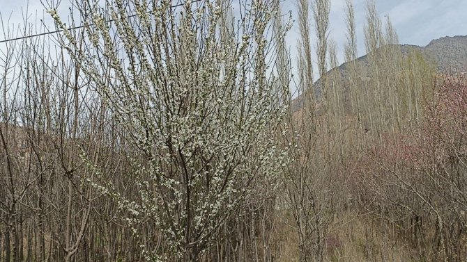 Bu ağaçlar bahara son kez "Merhaba" dedi