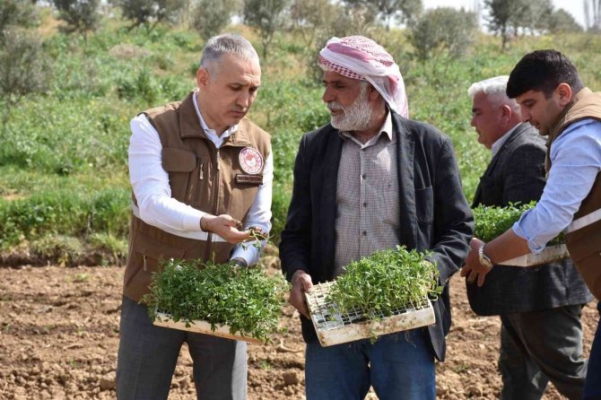 Manisa’da domates dikimi başladı