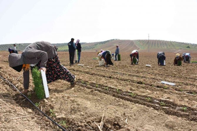 Manisa’da domates dikimi başladı