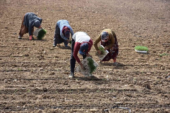 Manisa’da domates dikimi başladı