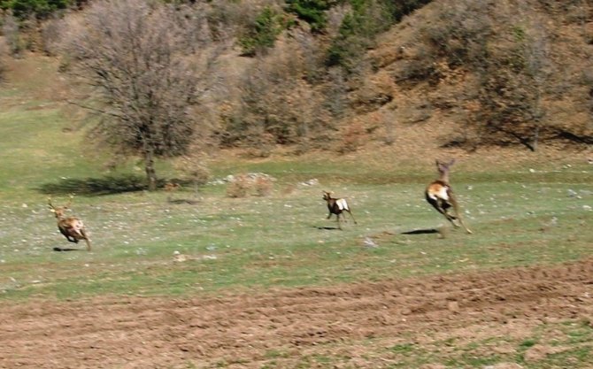 Kızıl geyiklerin doğaya bırakılma sevinci