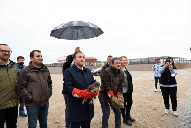 Tedavileri tamamlanan şahinler doğaya salındı