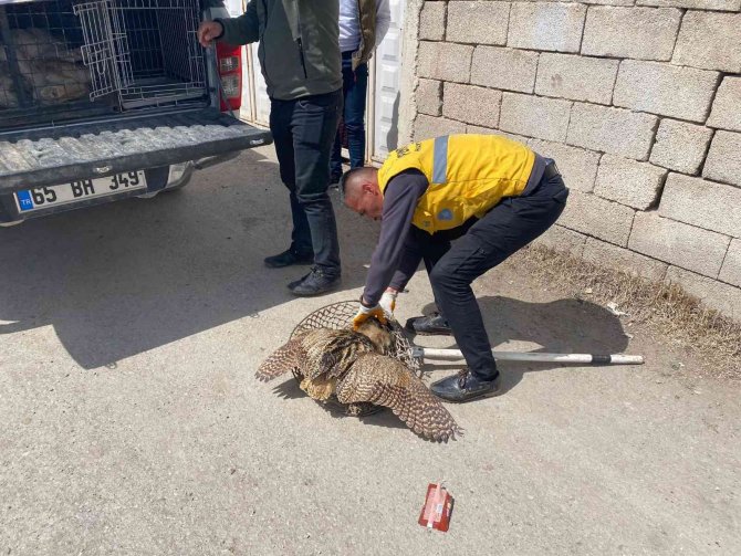 Yaralı Balaban tedavi altına alındı