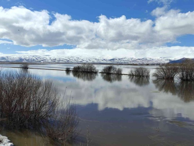 Nehir taştı, Ardahan ovası sular altında kaldı