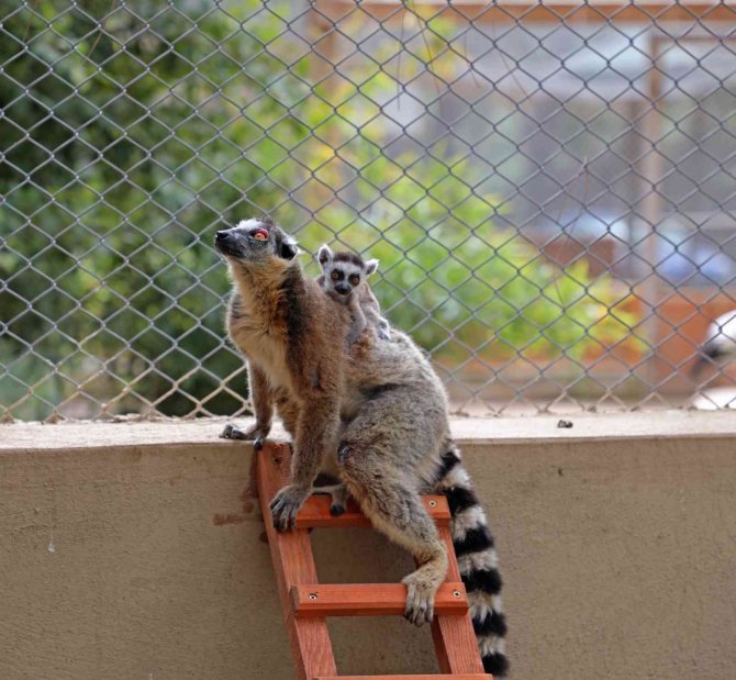 Hayvanat Bahçesi’nde Kanguru ve lemur yavru doğumları başladı