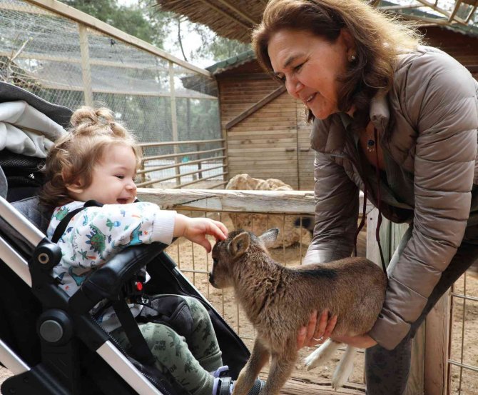 Hayvanat Bahçesi’nde Kanguru ve lemur yavru doğumları başladı