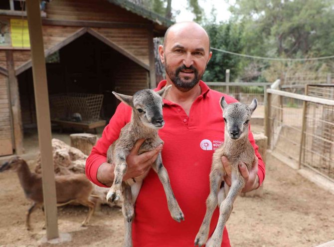 Hayvanat Bahçesi’nde Kanguru ve lemur yavru doğumları başladı