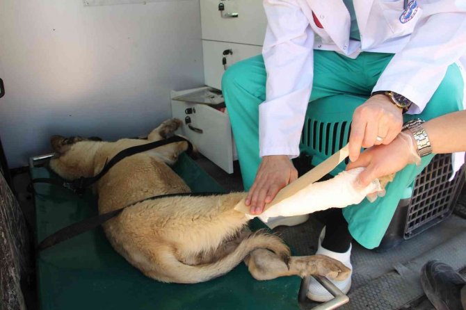 Sessiz dostlar için ‘Tedavi ve Nakil Aracı’ hizmete girdi