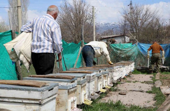 Bal arıları özgürlüğüne kavuştu