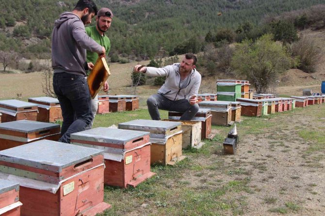 Binlerce arının arasında korkusuzca dolaşıyor