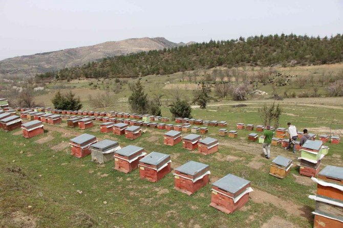 Binlerce arının arasında korkusuzca dolaşıyor