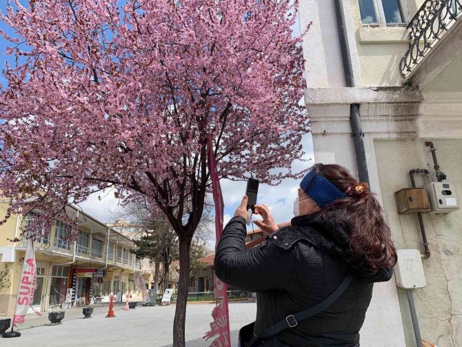 Erik ağaçlarının pembe çiçekleri şehri süsledi