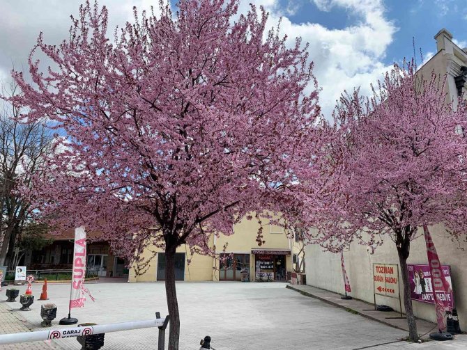 Erik ağaçlarının pembe çiçekleri şehri süsledi