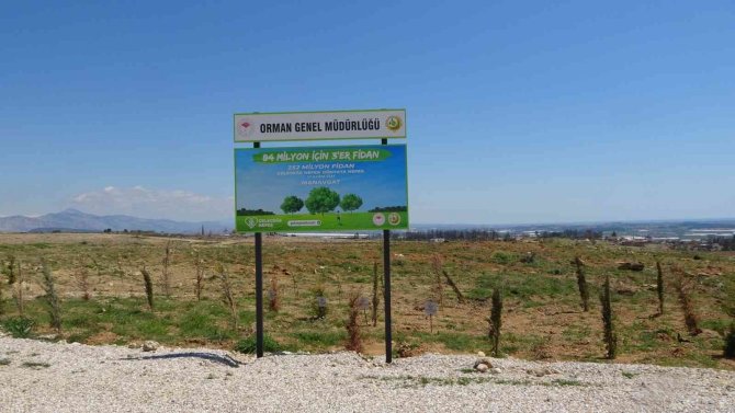 Manavgat’ta yanan ormanların yüzde 70’i ağaçlandırıldı