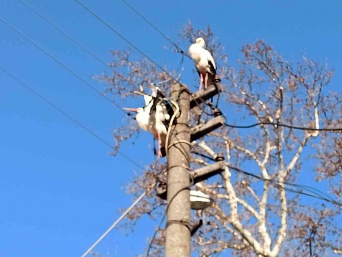 Tele takılan leyleğe itfaiye yardım eli uzattı