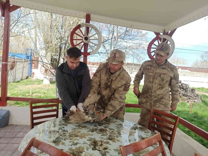 Yaralı puhu, tedavisinden sonra doğaya salındı