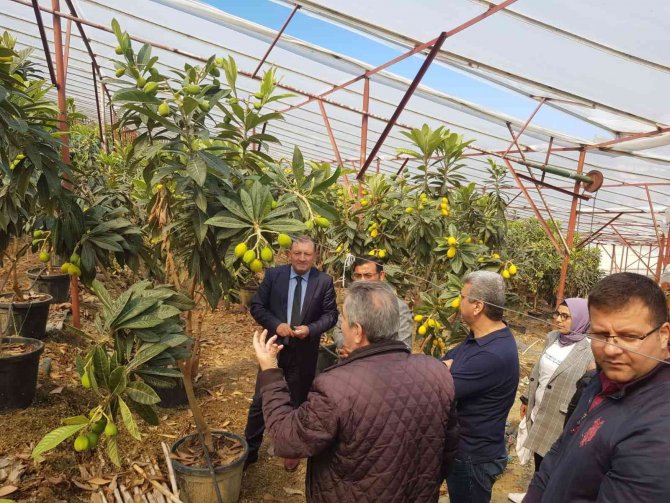 Alanya yenidünyasında ilk kez örtü altı hasat heyecanı yaşandı