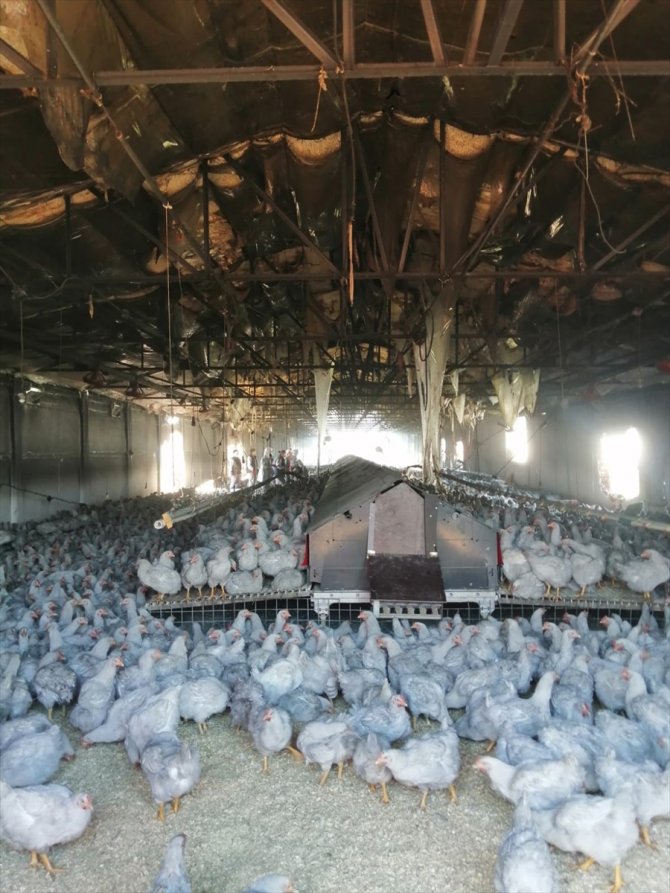 Bursa'da çiftlikte çıkan yangında yaklaşık 4 bin tavuk telef oldu