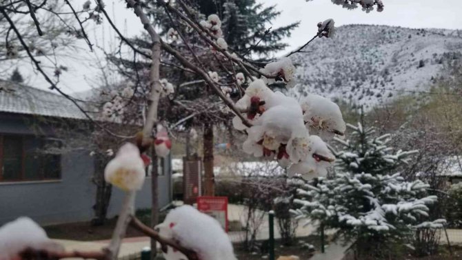 Çiçek açan meyve ağaçlarını don vurdu