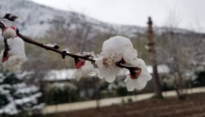 Çiçek açan meyve ağaçlarını don vurdu