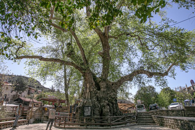 Tarihin canlı tanığı 2 bin yıllık "Musa Ağacı" özenle korunuyor