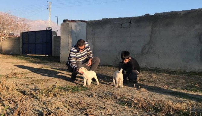 Erzincan’da 238 köpek kimliklendirildi