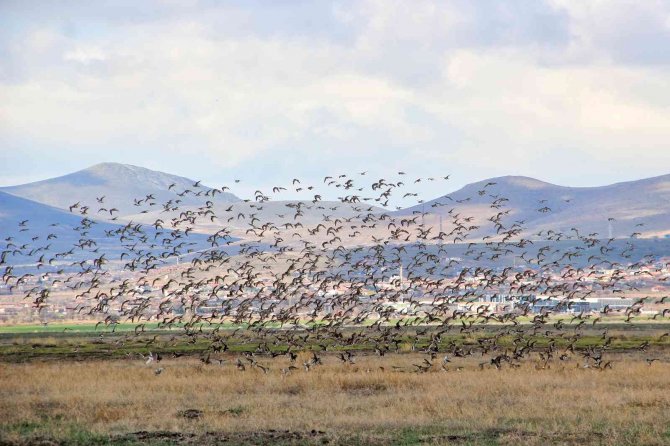 Flamingolar Hürmetçi Sazlığı’nda