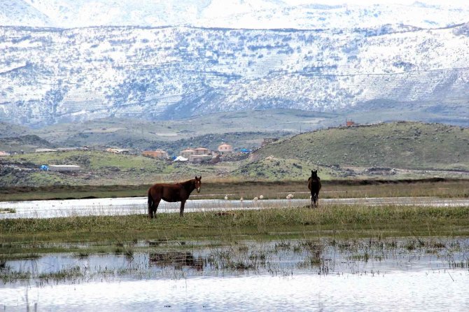 Flamingolar Hürmetçi Sazlığı’nda