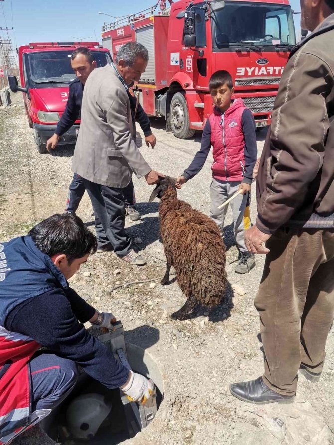 Rögar kuyusuna düşen koyun kurtarıldı