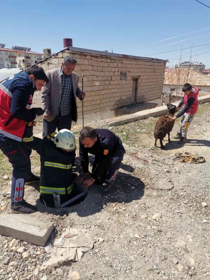 Rögar kuyusuna düşen koyun kurtarıldı