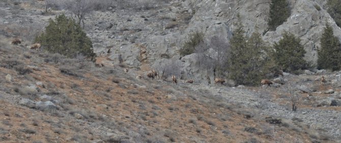 Şamualar ve ayılar fotoğraflandı