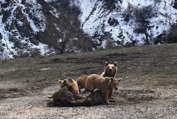 Şamualar ve ayılar fotoğraflandı