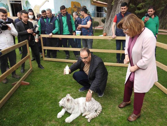 İstanbul’da ele geçirilen “Bengal Kaplanı” Gaziantep’e getirildi