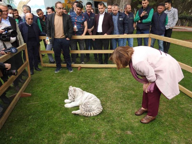 İstanbul’da ele geçirilen “Bengal Kaplanı” Gaziantep’e getirildi